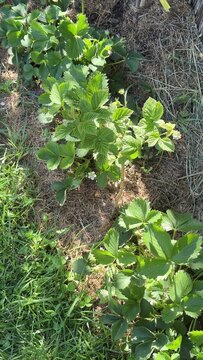 Green strawberry plants with small white flowers grow in a garden bed covered with brown dry straw and surrounded by green grass