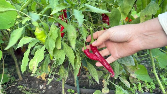 A person's hand gently picks a vibrant red chili pepper from a lush green pepper plant amidst abundant foliage, suggesting a garden harvest setting