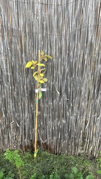 a small green sapling with yellow leaves grows against a vertical bamboo fence, supported by a thin wooden stake and tied with blue tape