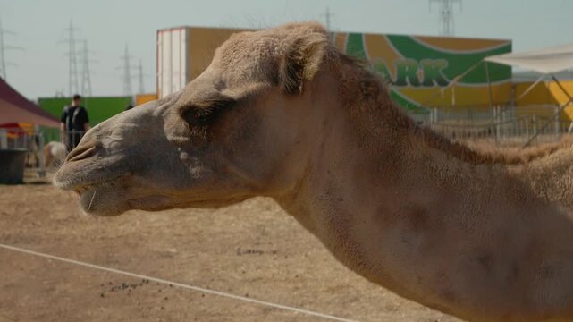 Visitors watch as a camel feeds on grass at the zoo during the afternoon. The sun shines on this scene with animals around.