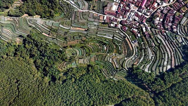 Aerial view of Pagergunung featuring terraced vegetable fields and lush forest bordering a small village in Ngablak, Central Java, Indonesia.