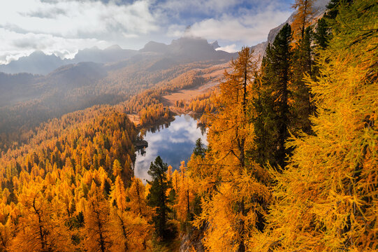 Aerial view of Lago Federa surrounded by dense golden larch tree forest during autumn in the Dolomites, Cortina d'Ampezzo, Veneto, Italy.