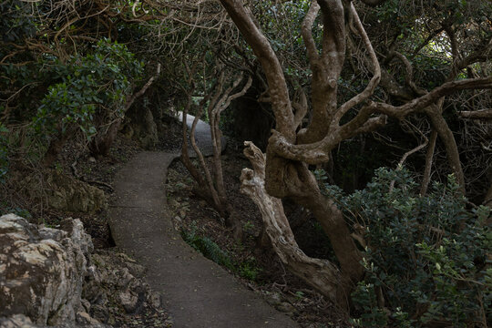 sunset and dusk descending upon winding concrete path through tangled trees at sunset, Hermanus, South Africa