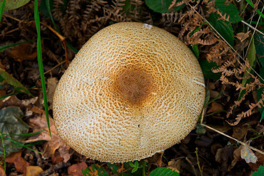 Single agaricus augustus or Prince Mushroom in Sherwood Forest.