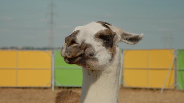 A llama looks at the camera while standing at a petting farm. The bright colors of the farm are visible in the background. It is a sunny day and there are no people around.