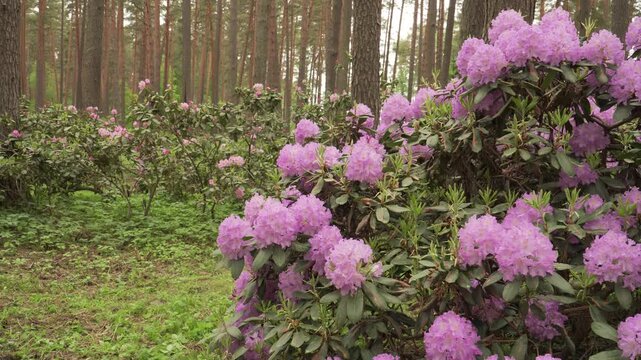 Blooming rhododendrons form colorful flowering shrubs beneath tall pine trees. Static wide composition and soft daylight reveal layered vegetation in a peaceful woodland setting.