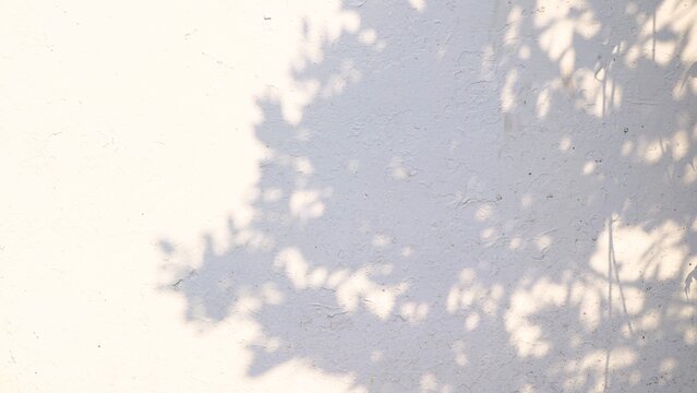 Shadows of tree leaves cast on a textured white wall, creating a natural and abstract pattern.