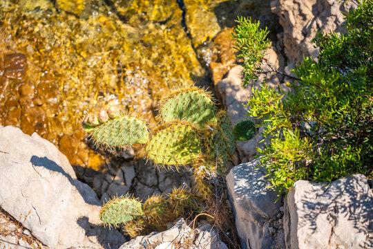 Cactus plant growing on rocky terrain near clear water, showcasing natural landscape and vibrant vegetation in a coastal environment, Croatia