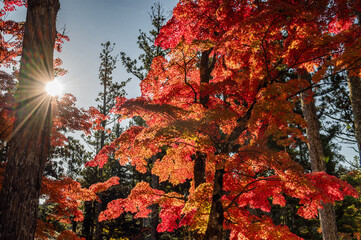 秋の木々に差し込む太陽の光と鮮やかに色づいた紅葉の美しい自然風景 © MORIO