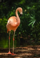 Pink flamingo standing on one leg © Robert