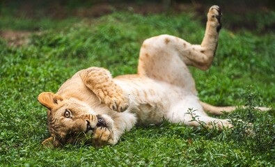 Playful lion cub rolling on its back in the grass © Robert