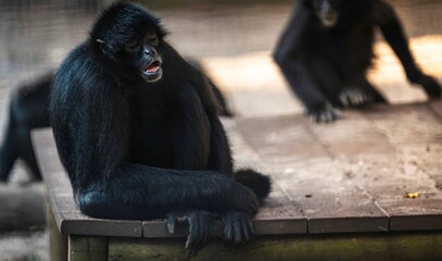 Black spider monkey sitting on a wooden platform © Robert