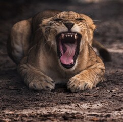Lion cub yawning with its mouth wide open © Robert