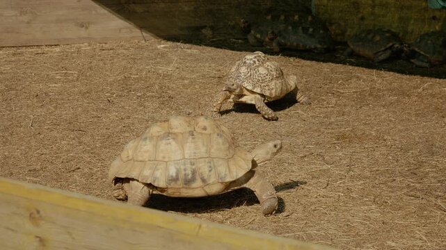 A turtle moves slowly across dry ground in an area with other turtles nearby. The sun is shining on the scene. The turtles are in an outdoor location.