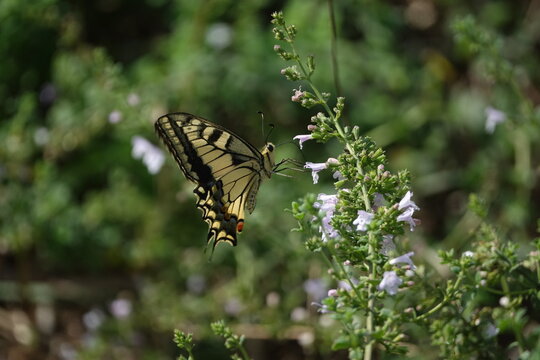 the European swallowtail butterfly (Papilio machaon gorganus)
