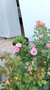 Pink rose flowers bloom on a green leafy bush, with a black plastic pot containing another plant and a white fabric curtain in the background