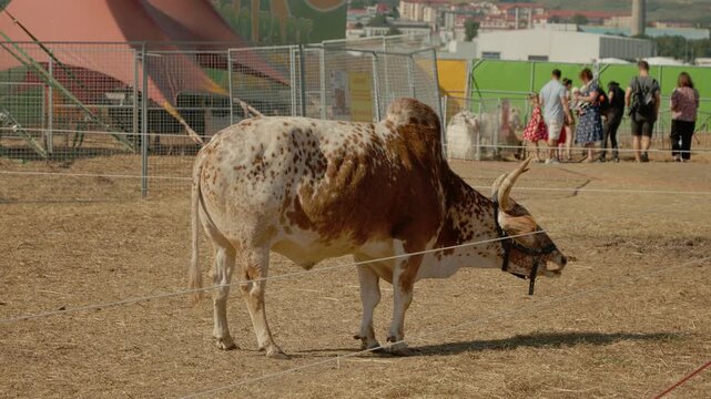 Indian Zebu cattle are grazing in a zoo. The area is busy with visitors enjoying the animals. People are taking pictures and observing the cattle.