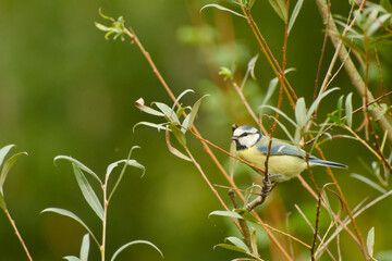 Blue tit perched among slender willow branches and narrow leaves, shown in side view © in_colors