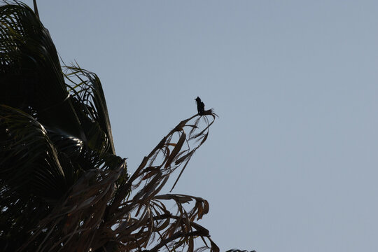 Bird silhouette perching on palm tree frond in lisbon