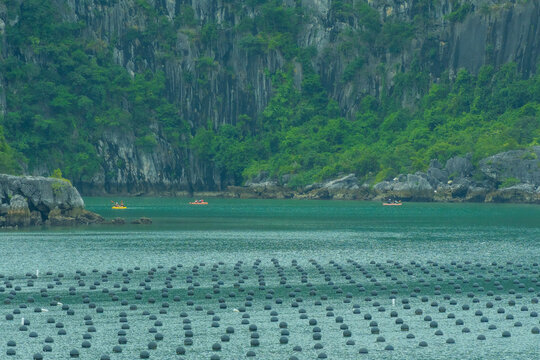 Tourists kayaking through an oyster pearl farm and lush green limestone mountain in Ha Long Bay, Vietnam