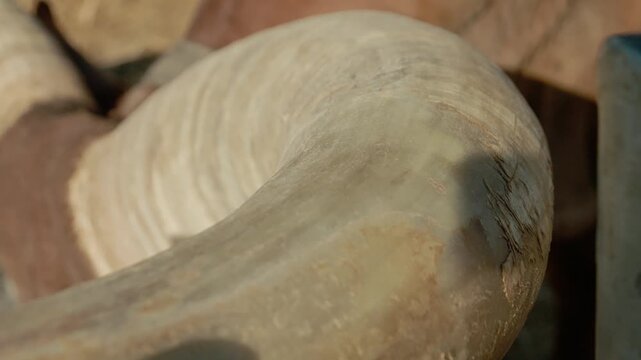 The horns of a Watusi cow in close view. The location is a farm in Africa. The clip highlights the natural size and unique shape of the horns clearly.