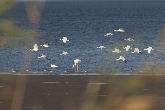 Flock of spoonbills and flamingo flying over tagus river