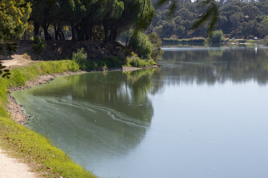 Patudos dam with algae bloom and reflections in alpiarca, portugal