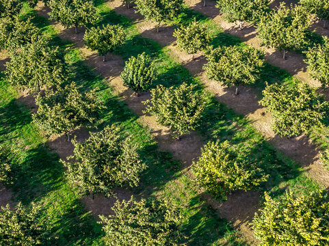 Aerial view of a hazelnut farm with rows of trees planted in a grid pattern across the field in Woodburn, Oregon, United States.