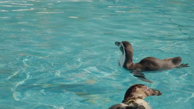 Young penguins swim around in the water at the marine center. They dive and splash as they explore their surroundings and interact with each other.