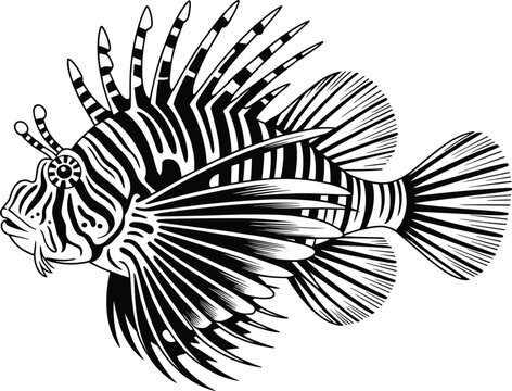 Detailed black and white of a lionfish with spiky fins and striped patterns isolated on white background