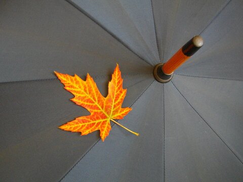 An autumn maple leaf on a gray umbrella. Autumn background.
