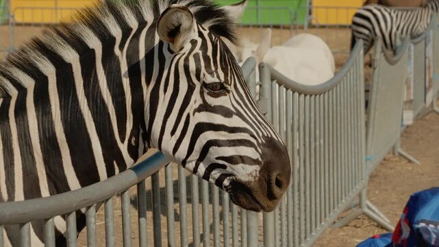Zebras stand near the fence at the zoo. They look at visitors and move around in their area. Other animals are seen in the background.