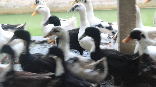 Beautiful Domestic Ducks Swimming and Resting Together.
