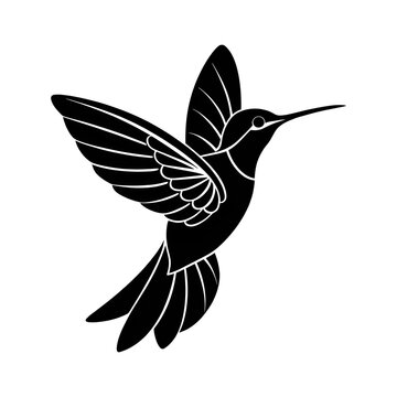 hummingbird vector 