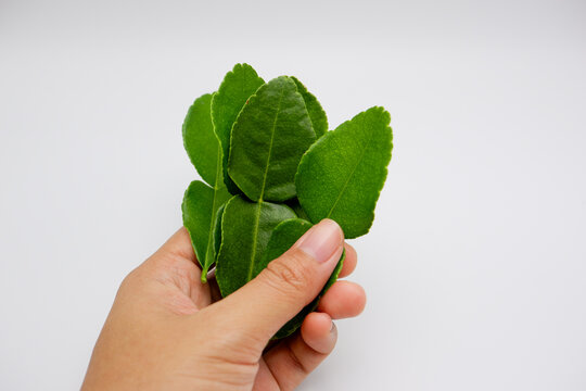 Fresh Kaffir Lime Leaves Held in Hand on White Background