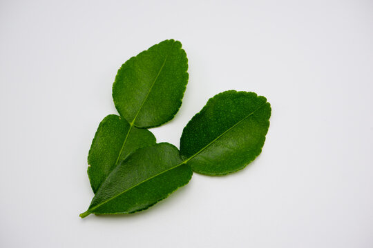 Fresh Kaffir Lime Leaves Isolated on White Background