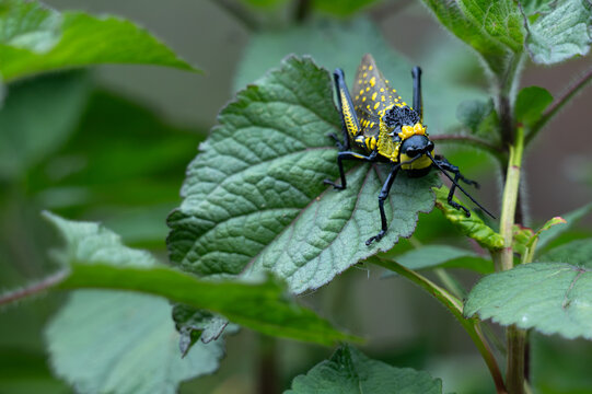 Toxic spotted grasshopper, coffee locust clinging to a stem among vibrant green leaves, Its distinctive bright yellow head and pronotum, marked with black banding, yellow spotted tegmina .