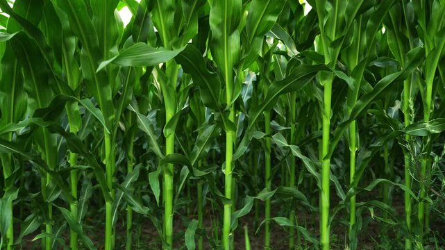 Green corn stalks growing in a dense agricultural field and waving in the breeze during summertime in the countryside