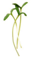 Obraz premium Plant sprouts growing from soil