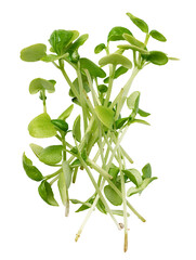 Obraz premium Fresh microgreens on a white background, featuring small green leaves and thin stems from a healthy plant