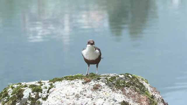 White-throated Dipper &ndash; Merlo acquaiolo (Cinclus cinclus) Perched on a Rock in a Mountain Stream