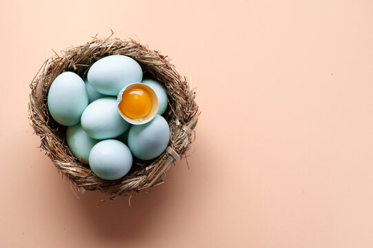 Organic blue egg in nest with golden yolk