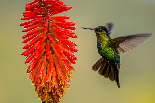 Fiery-throated hummingbird hovering beside red flower