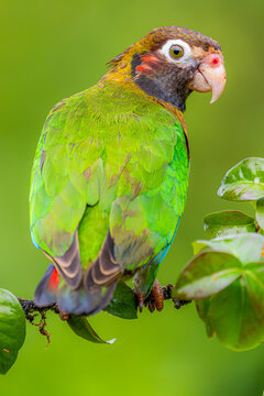 Brown-headed parrot perched on tropical branch