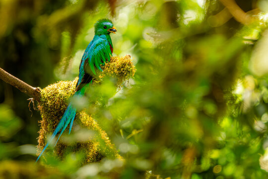 Resplendent quetzal perched in Costa Rican cloud forest