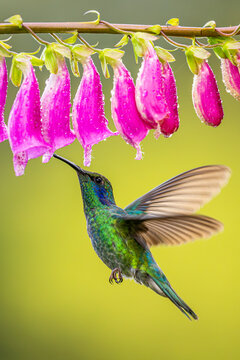 Lesser Violetear hummingbird feeding from pink flowers