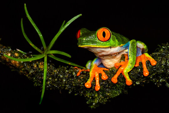 Red-eyed tree frog perched on mossy rainforest branch