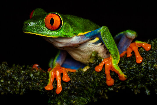 Red-eyed tree frog on moss in Costa Rican rainforest
