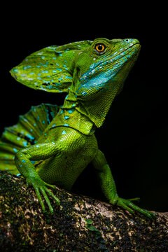 Green basilisk lizard perched on rainforest branch