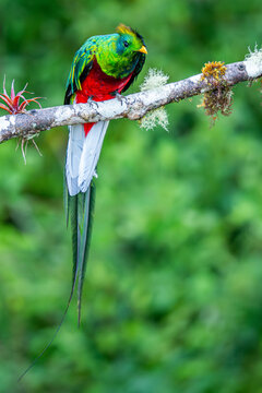 Resplendent quetzal perched on mossy forest branch